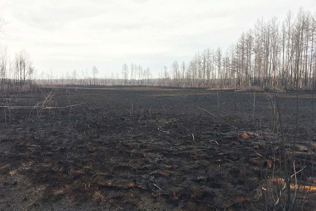 Forest after a 6-day fire - Fire, Forest, Republic of Belarus, Longpost