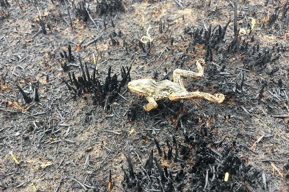 Forest after a 6-day fire - Fire, Forest, Republic of Belarus, Longpost