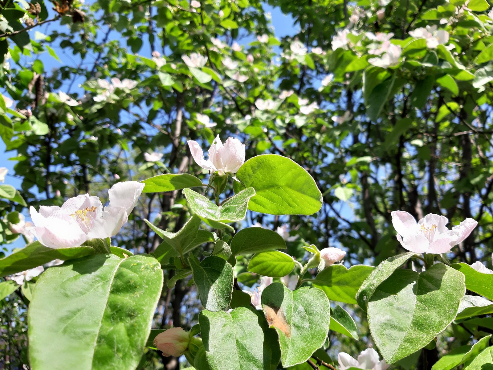 Quince blossomed - My, Quince, Bloom, Spring, Petals, Longpost