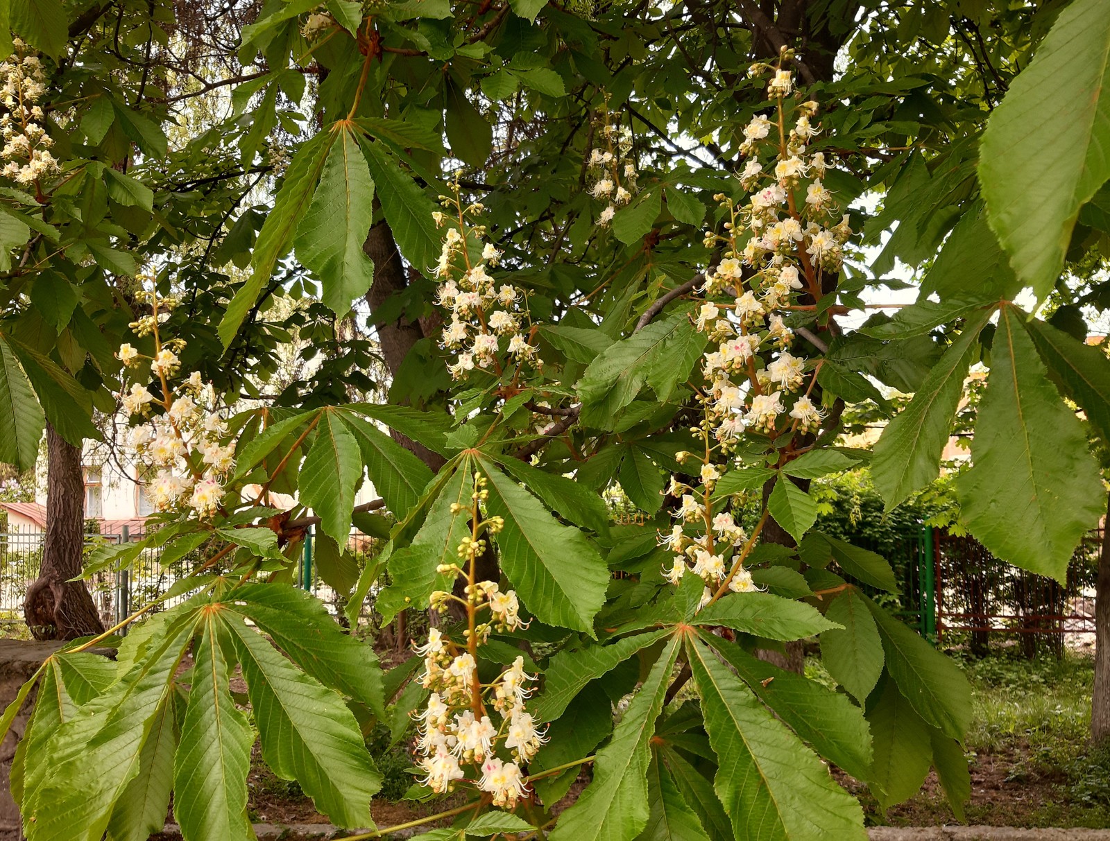 chestnut blossoms - My, Chestnut, Bloom, Spring, Longpost