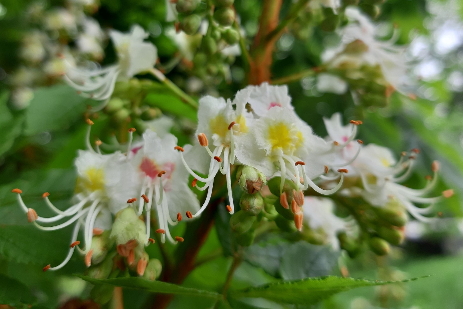 chestnut blossoms - My, Chestnut, Bloom, Spring, Longpost