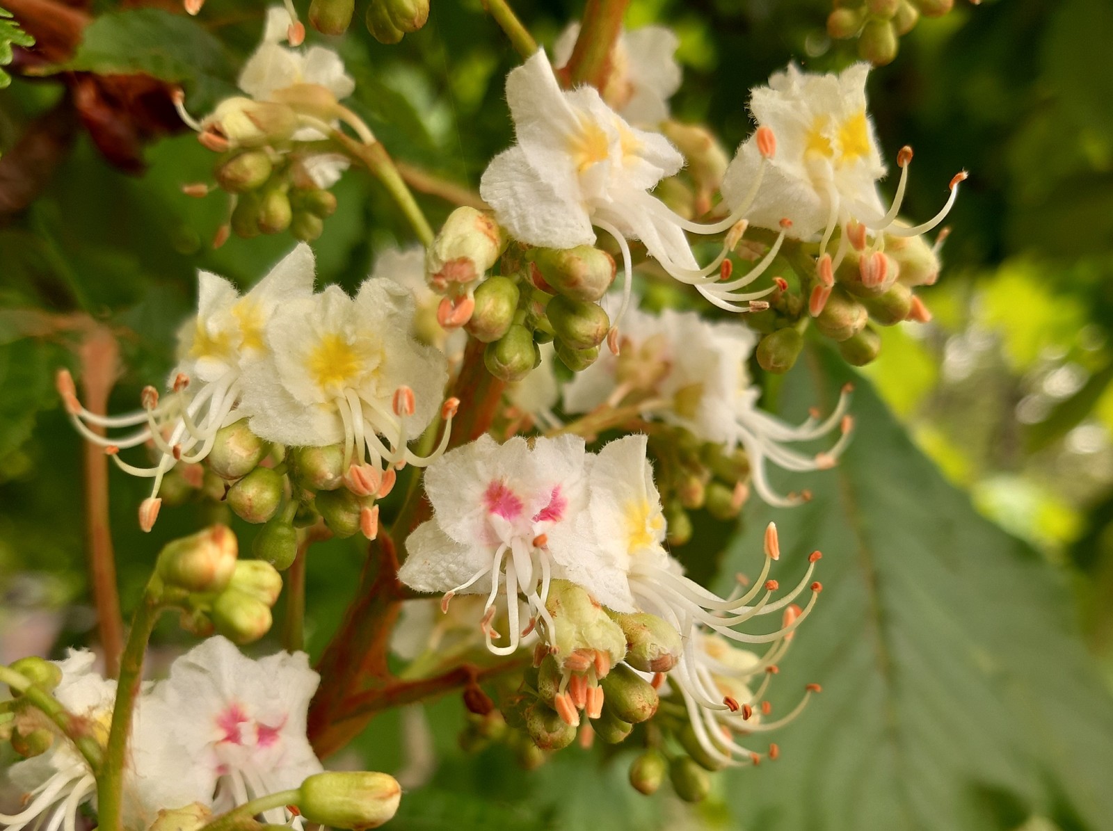 chestnut blossoms - My, Chestnut, Bloom, Spring, Longpost