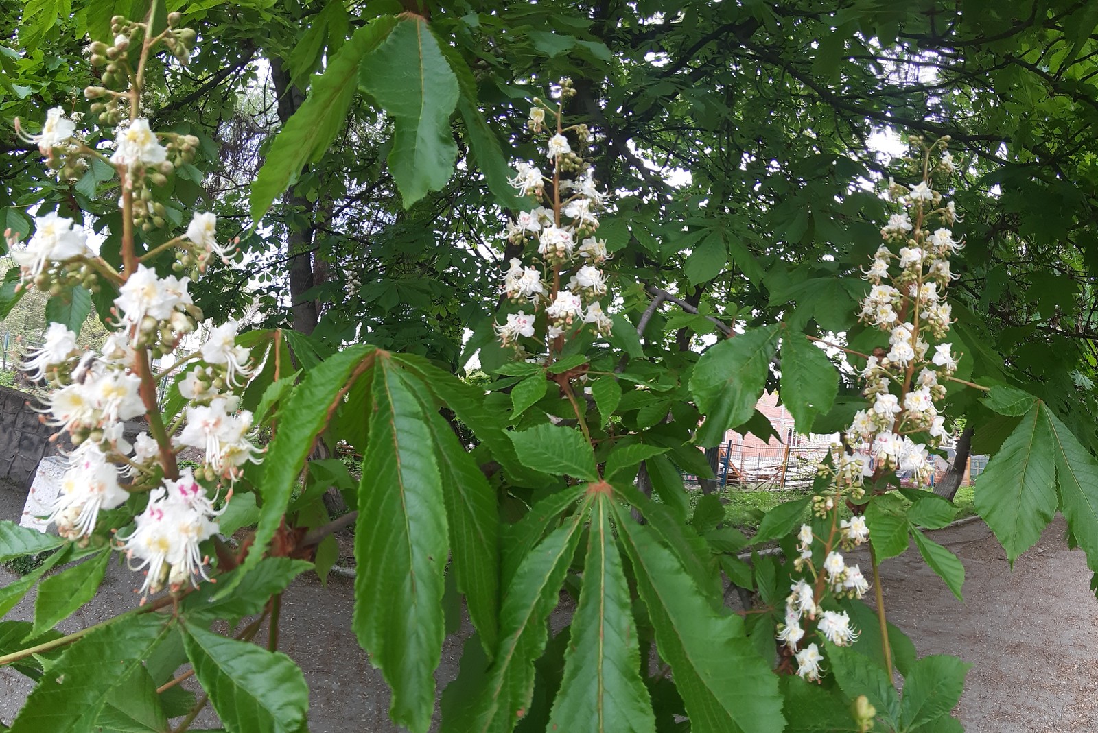 chestnut blossoms - My, Chestnut, Bloom, Spring, Longpost