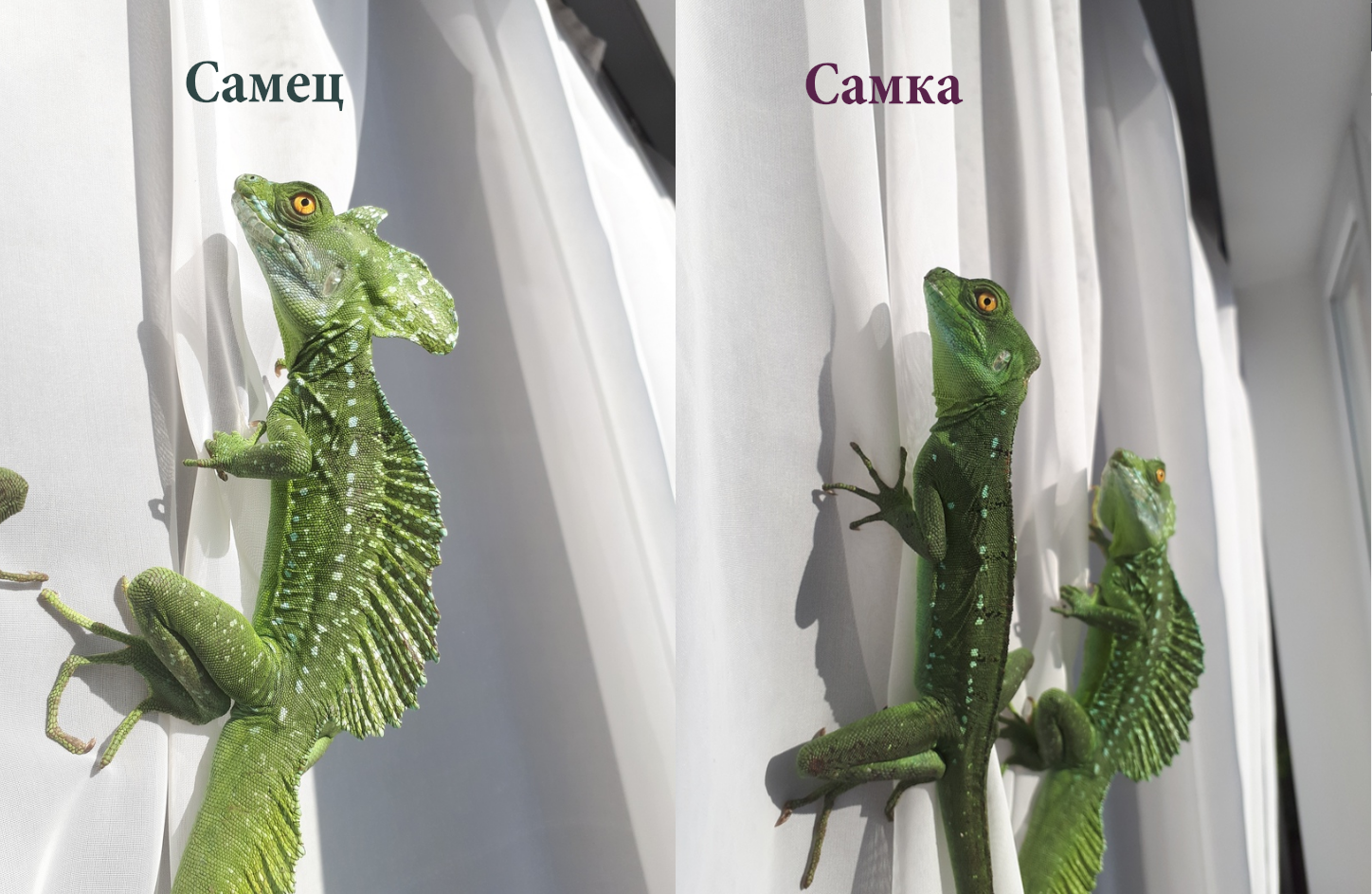 A long post about keeping a two-crested basilisk (Basiliscus plumifrons) - My, Basilisk, Animals, Exotic animals, Pets, Lizard, Longpost, Care and maintenance, Video