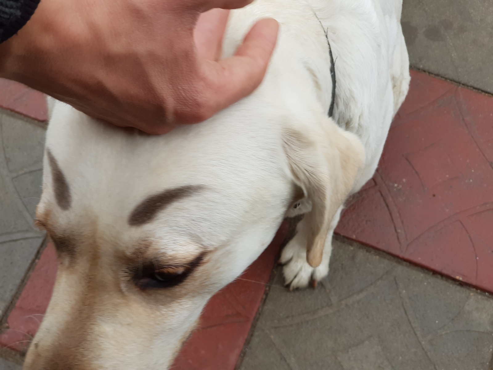 EyebrowDog - My, Dog, Brows, Labrador, Sight, Longpost