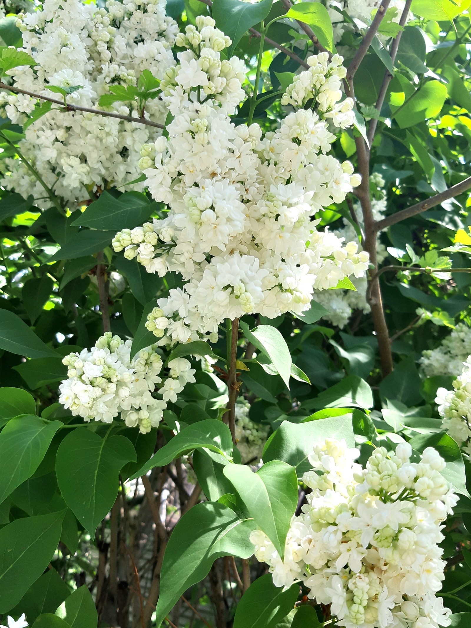 Белоснежное чудо природы - Моё, Сирень, Цветение, Весна, Длиннопост