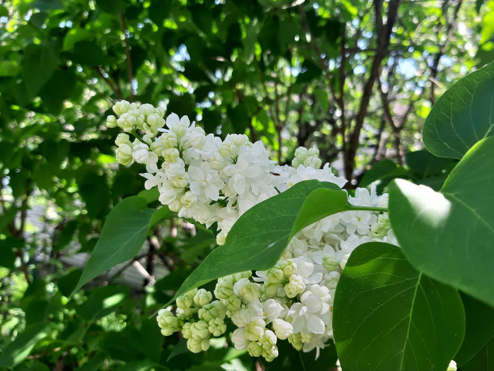 Белоснежное чудо природы - Моё, Сирень, Цветение, Весна, Длиннопост