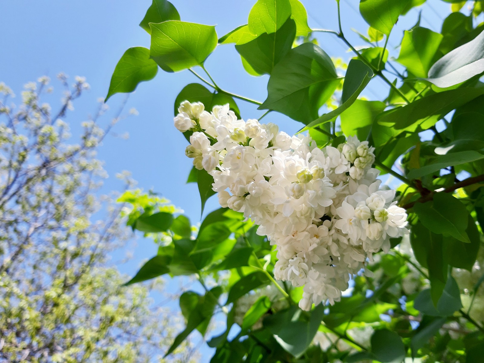 White wonder of nature - My, Lilac, Bloom, Spring, Longpost