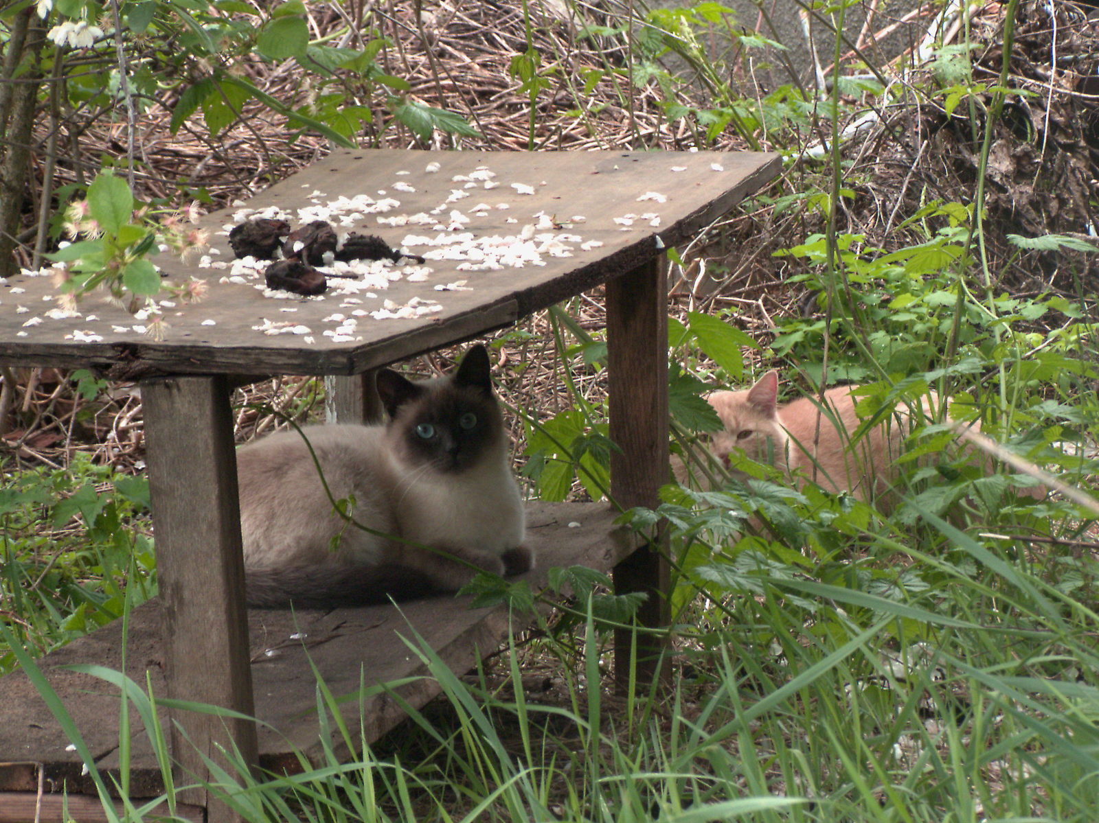 How I found a bride for a cat - My, cat, Catomafia, The photo