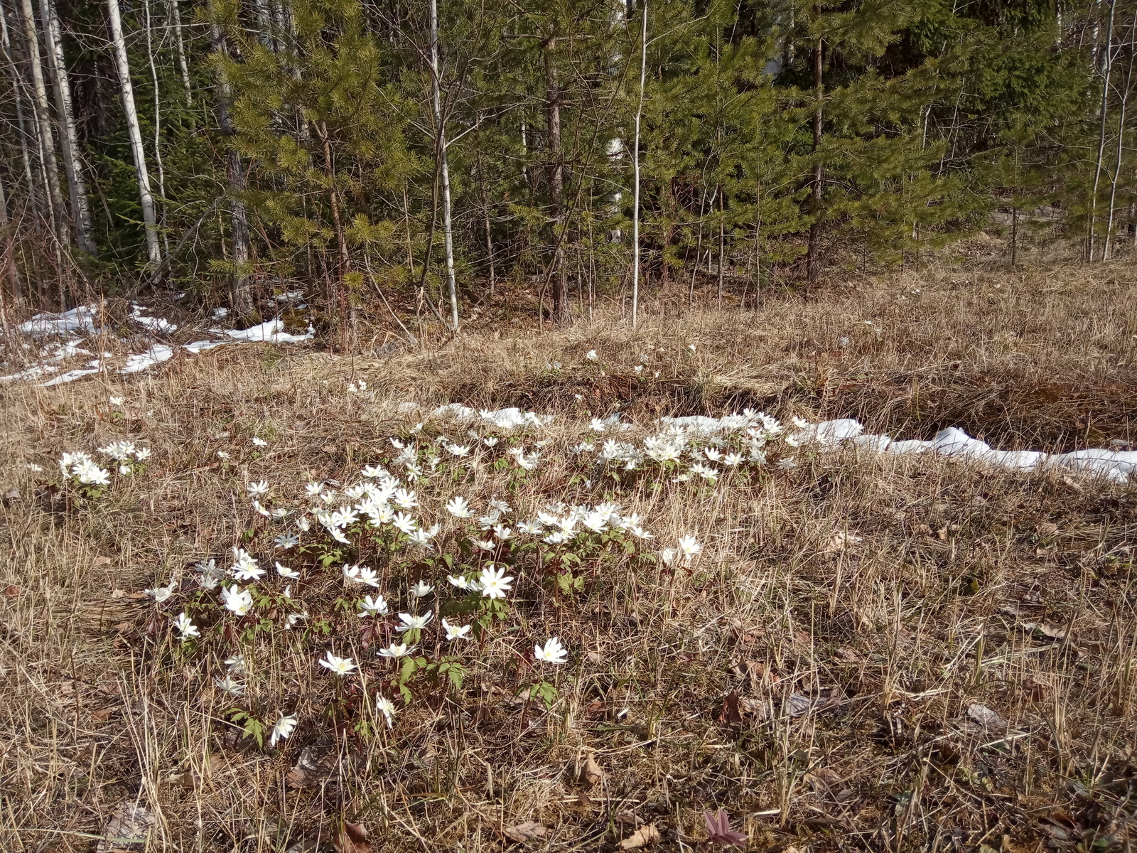 And we have spring - My, Spring, Snowdrops, Longpost, Snowdrops flowers