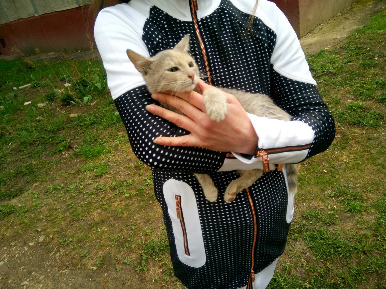 Cats of Nizhny Novgorod - My, Kittens, Nizhny Novgorod, In good hands, Good people, Animals, Longpost, cat