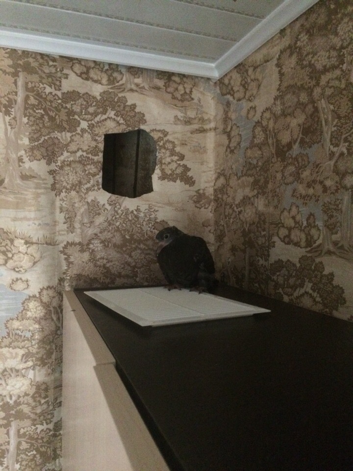 Pigeons and where they live - My, Pigeon, Animal Rescue, Good, Ventilation, How does the morning begin?, Longpost, Kindness