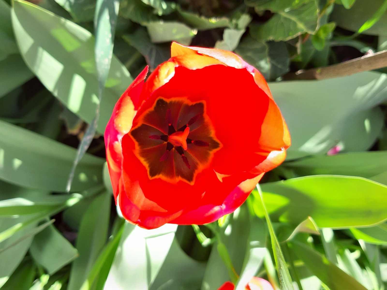 tulip paradise - My, Tulips, Bloom, Spring, Longpost