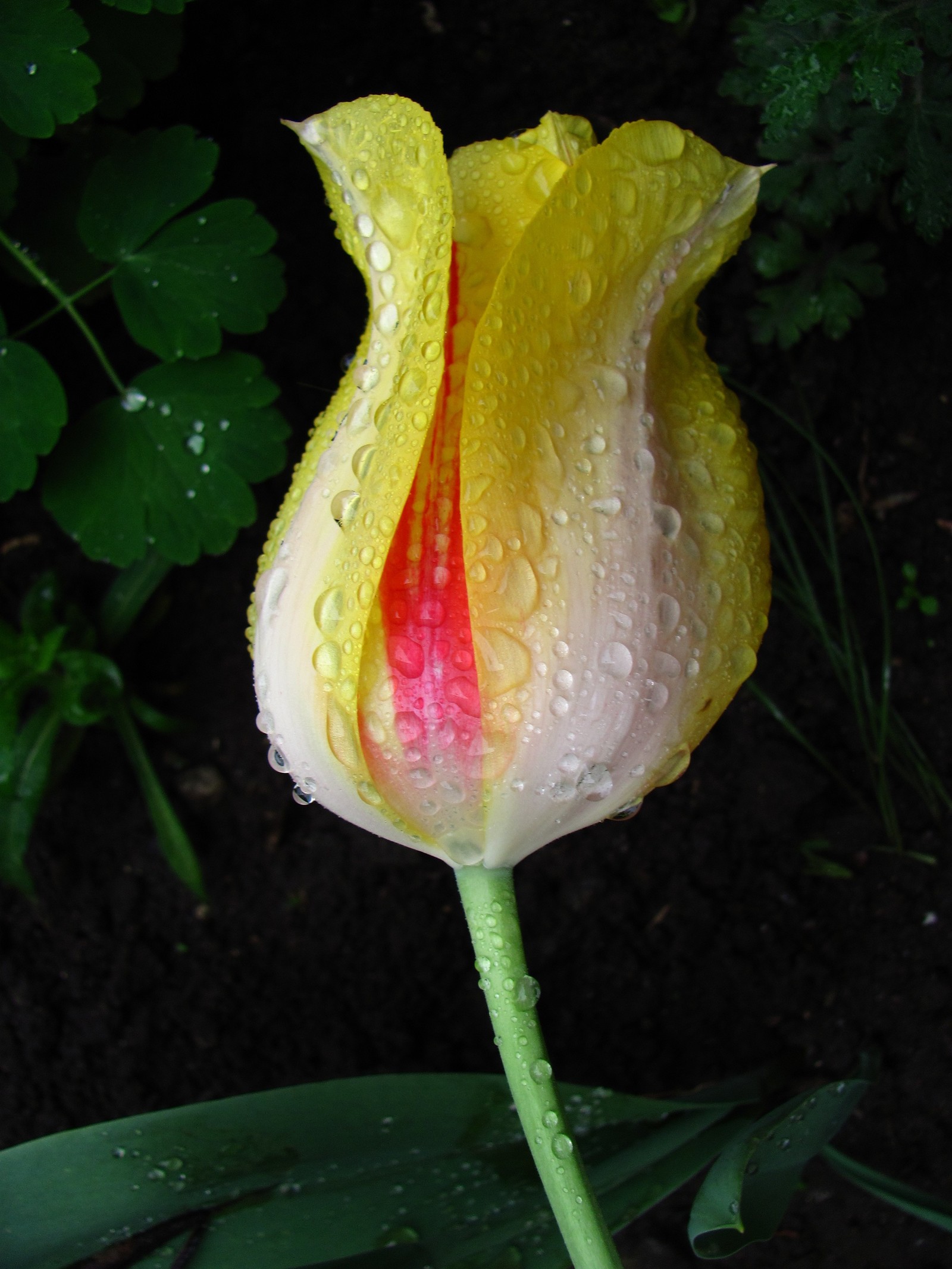 tulip paradise - My, Tulips, Bloom, Spring, Longpost