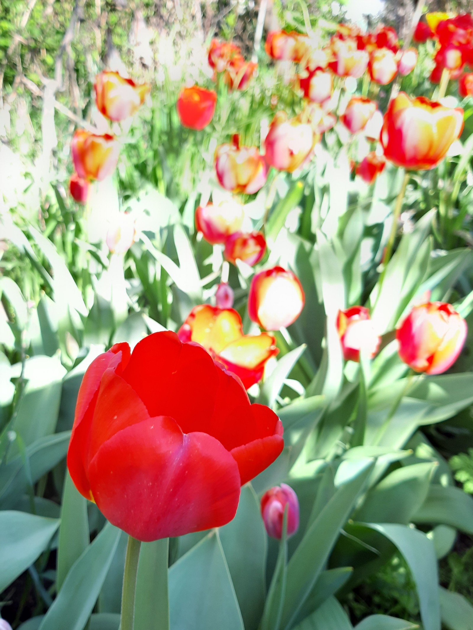 tulip paradise - My, Tulips, Bloom, Spring, Longpost