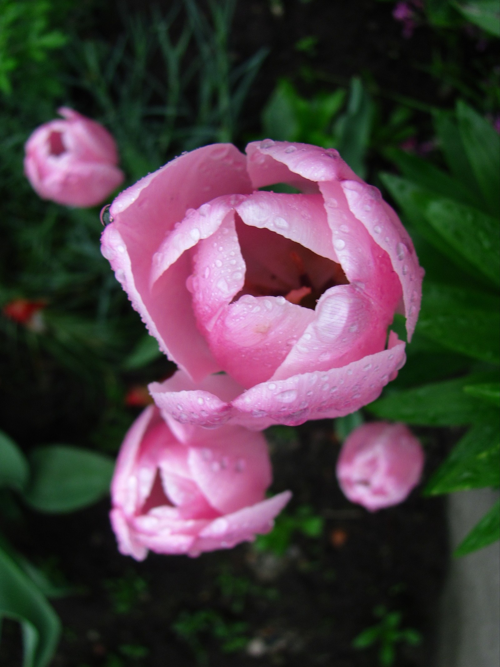 tulip paradise - My, Tulips, Bloom, Spring, Longpost