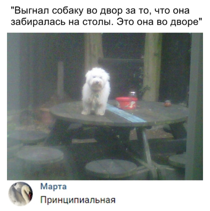 Principled - Picture with text, Table, Dog, From the network