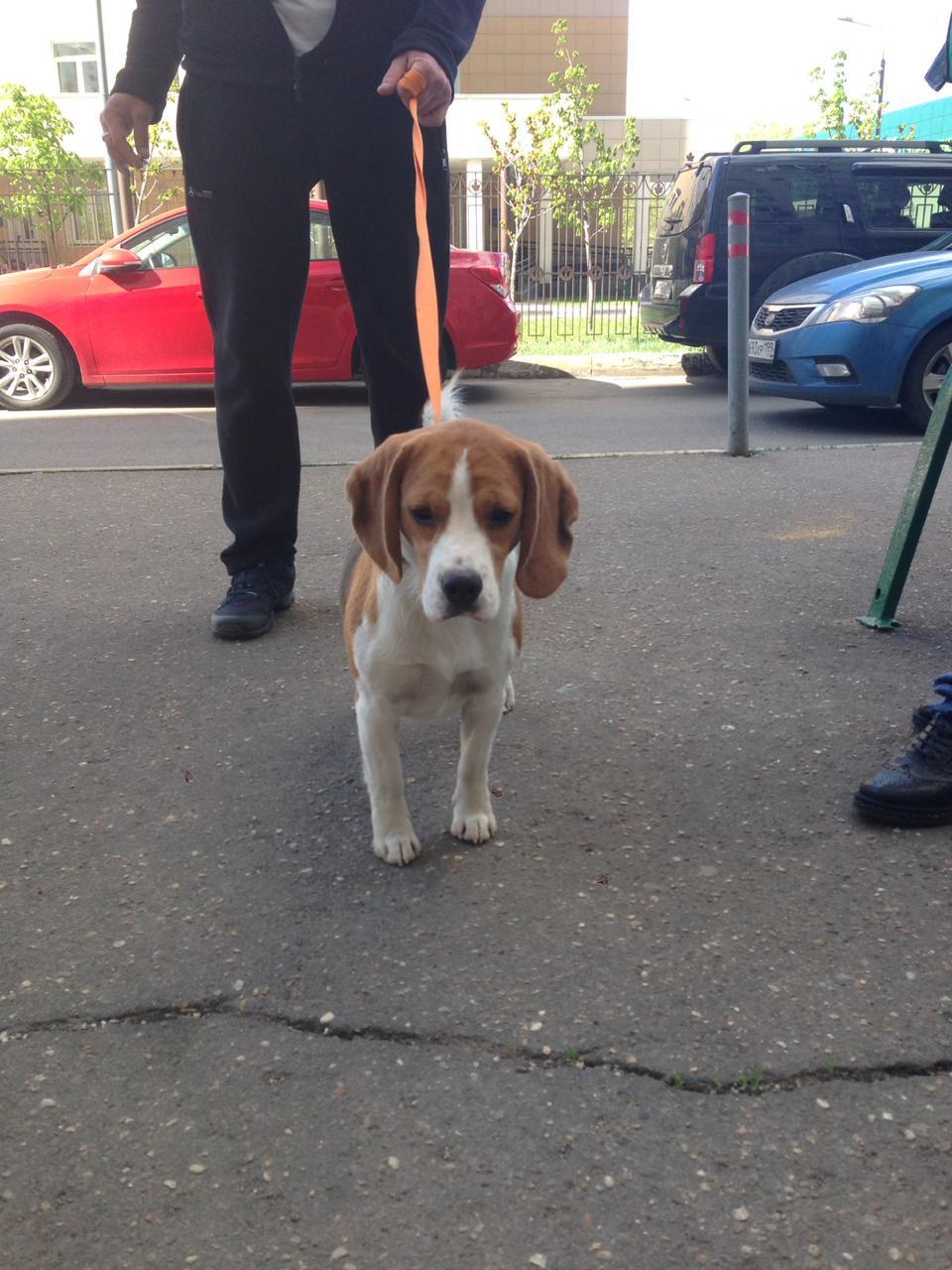 The kid is looking for a home, Moscow - No rating, Moscow, Dog, In good hands, Puppies, Help, Longpost, Beagle, Helping animals