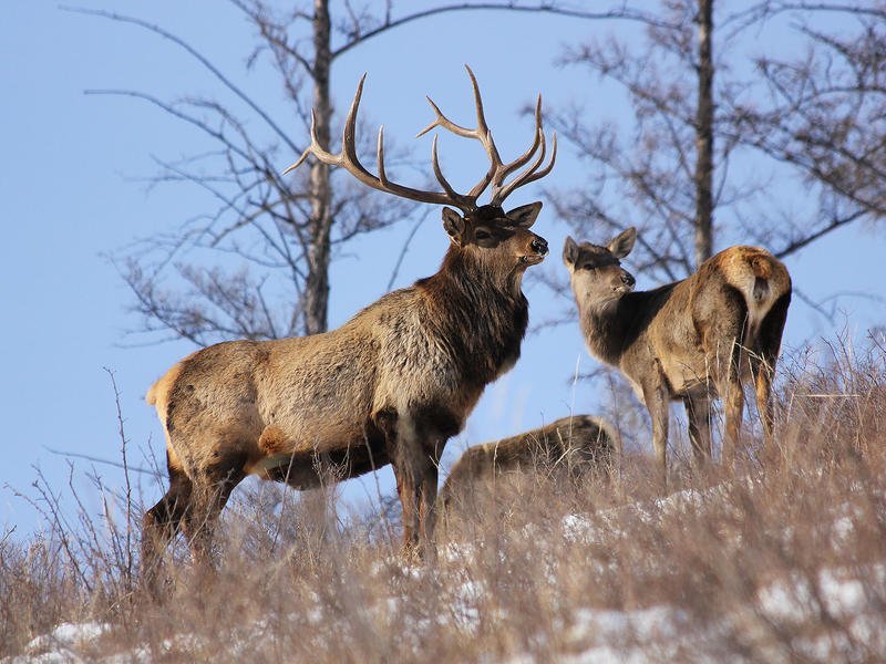 deer king - Izyubr, Transbaikalia, Taiga, Longpost