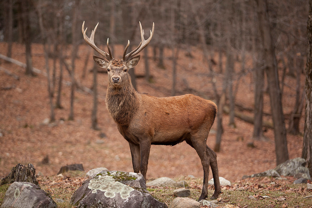 deer king - Izyubr, Transbaikalia, Taiga, Longpost