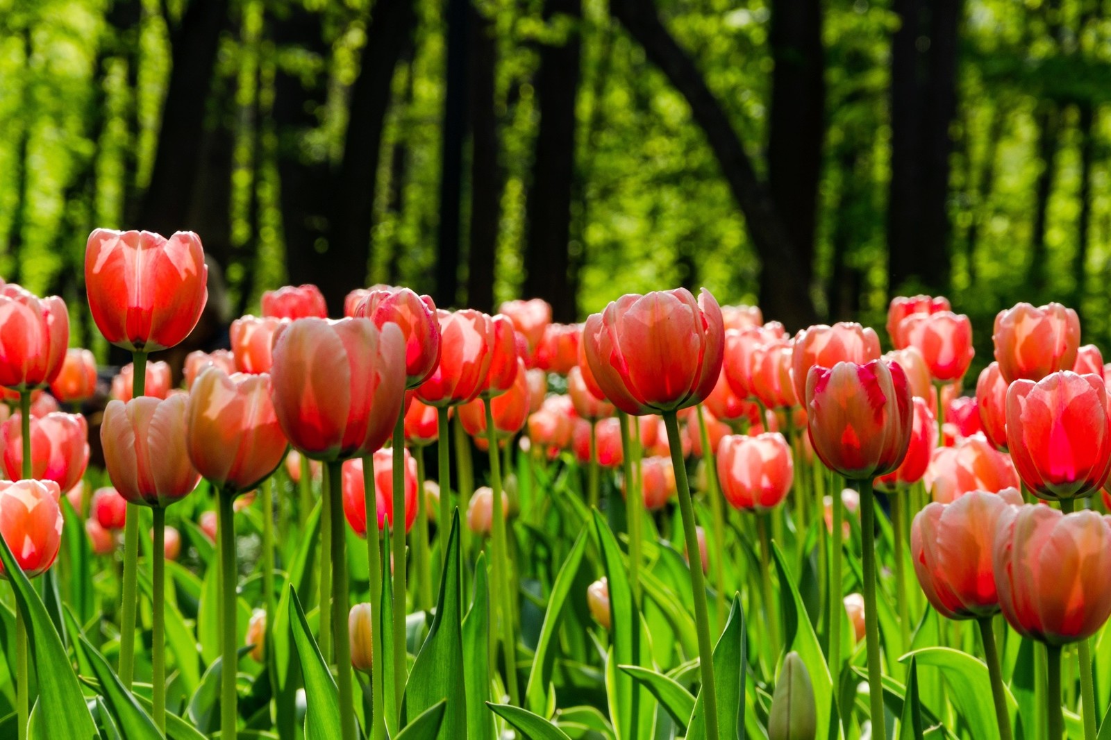 Flowers in Gorky Park - My, Tulips, Spring, Landscape, Moscow, Flowers, Longpost