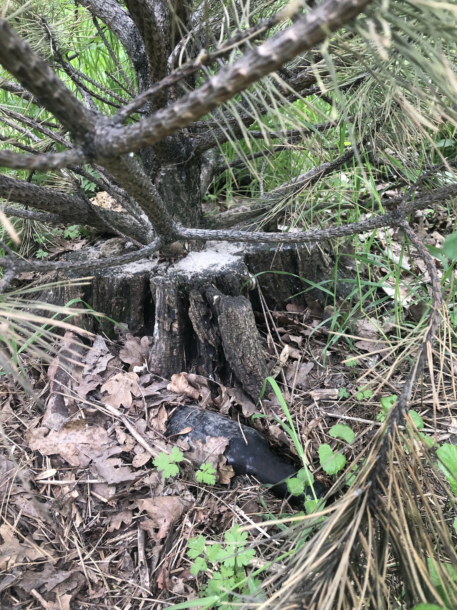 Pine in a stump - My, The park, Pine, , Stump, Grows, Cheerfulness, Longpost