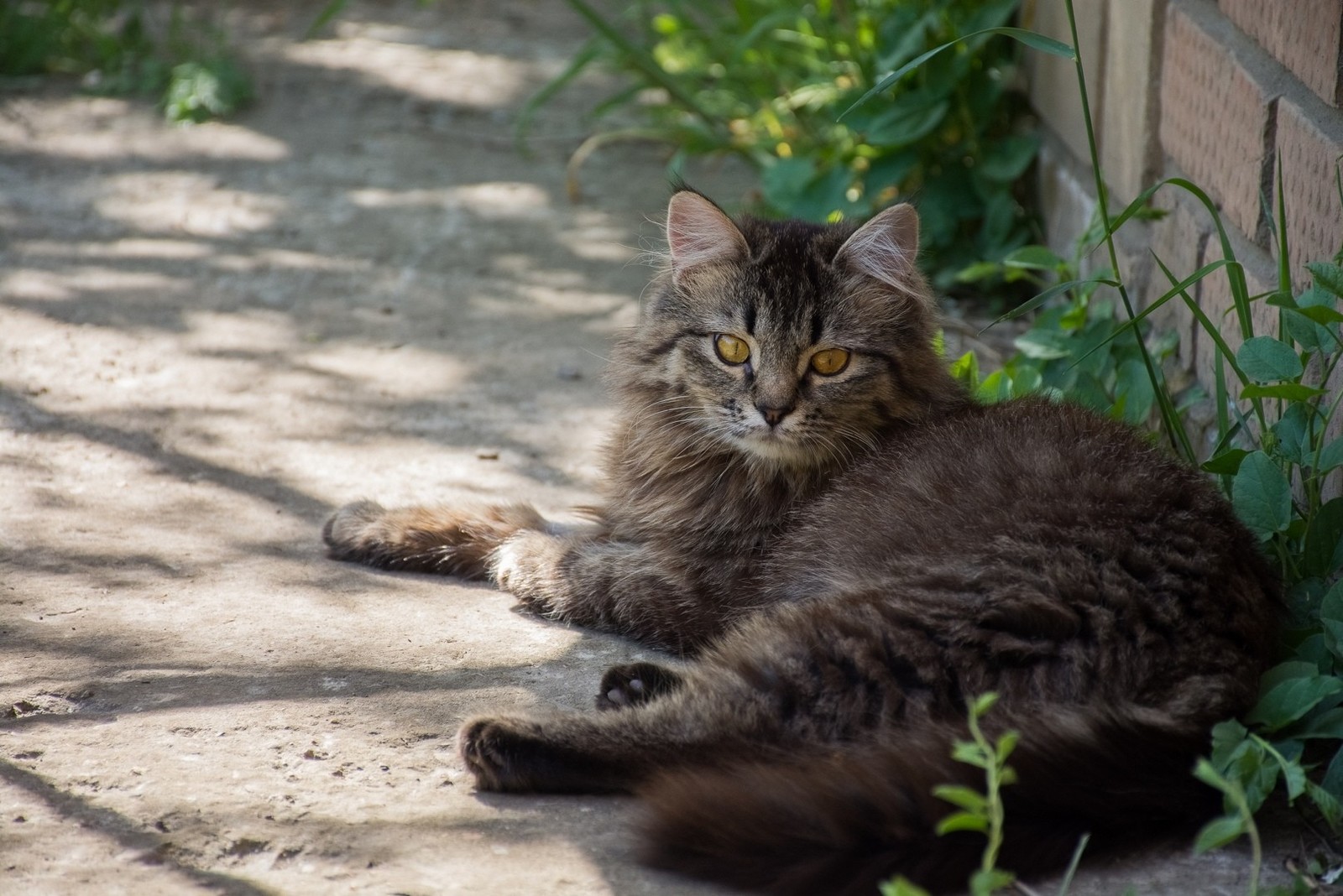 Cutlet - My, cat, Foundling, Longpost