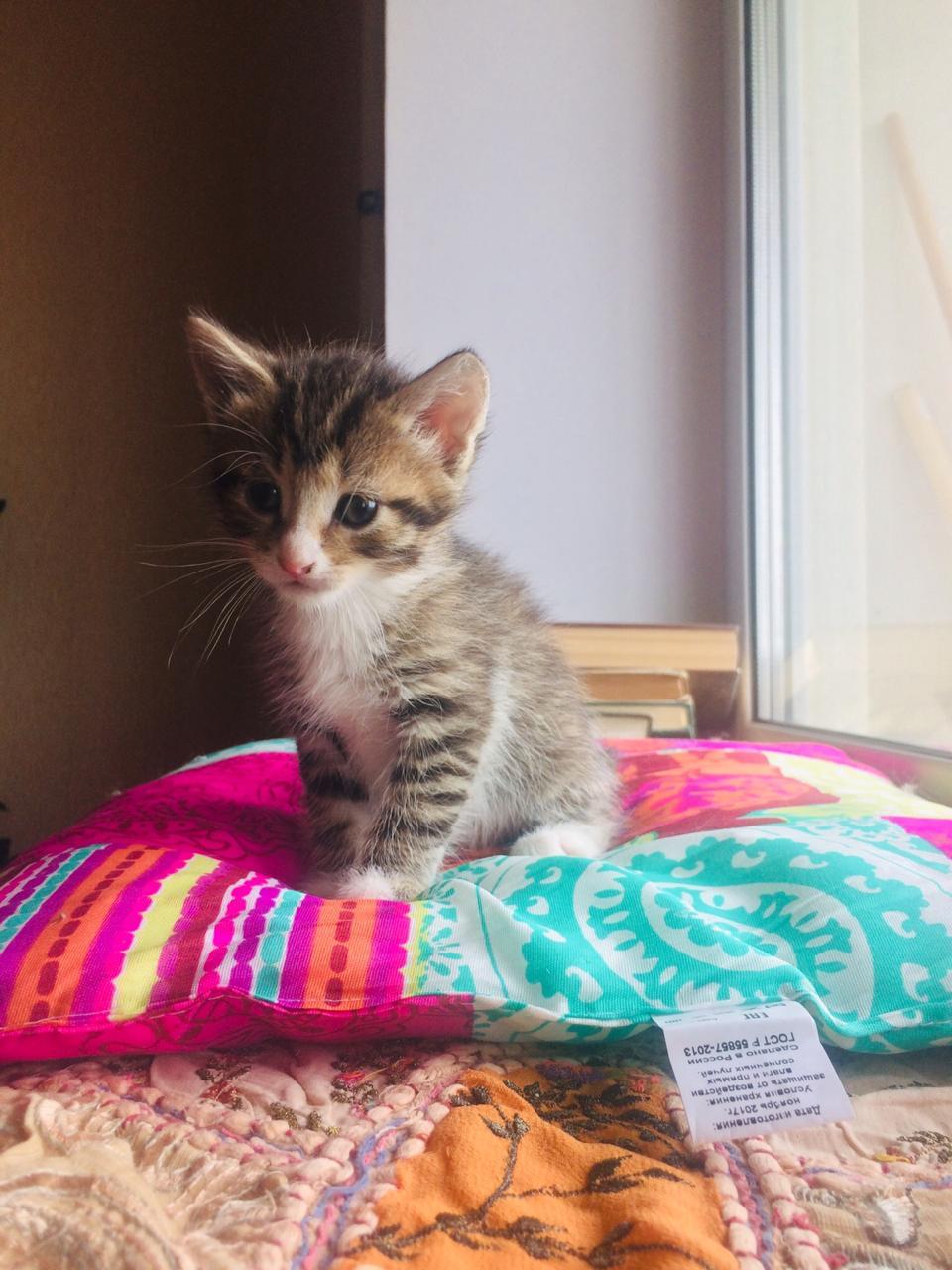 Kittens are looking for a home (Should have been dog food). - My, cat, No rating, In good hands, Help, Saint Petersburg, Longpost, Helping animals