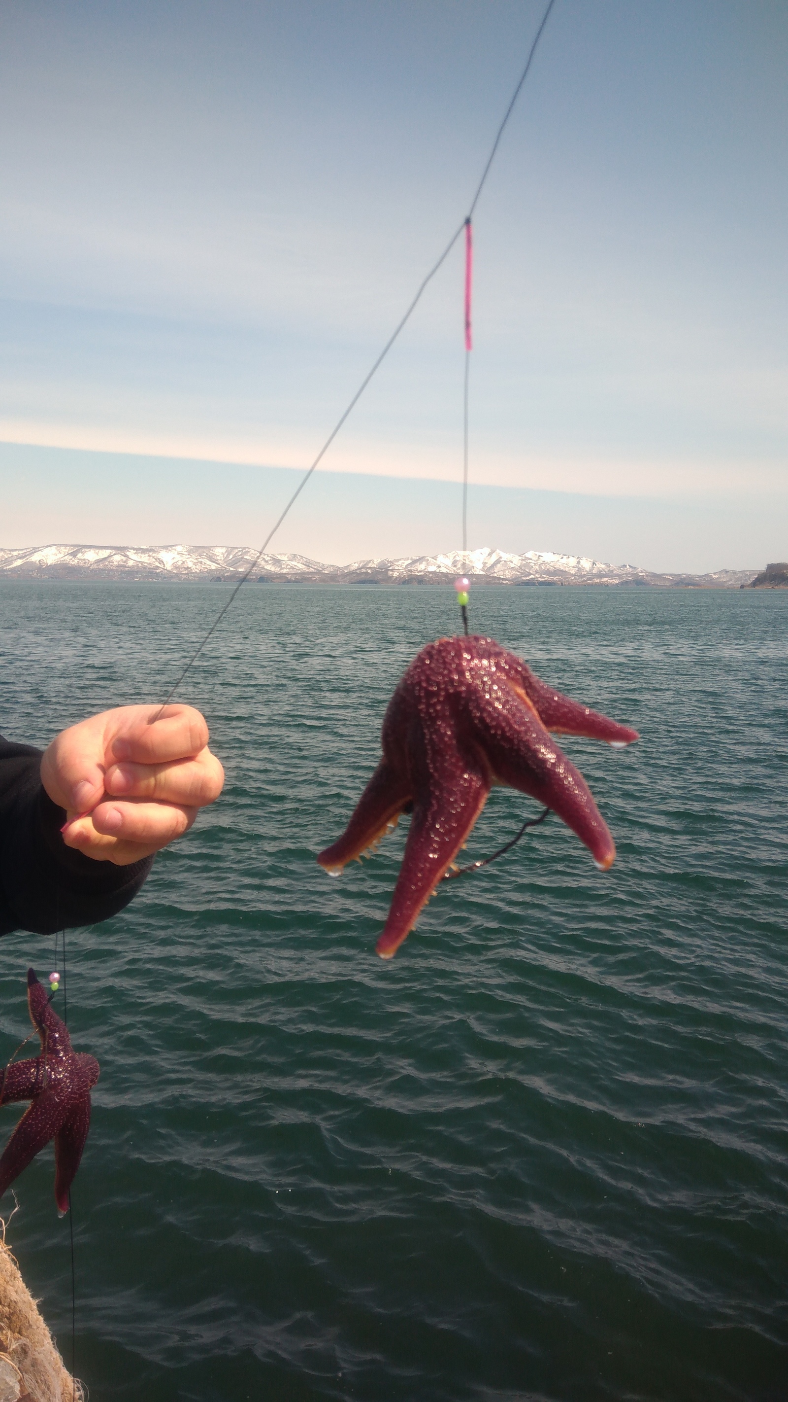 Beast of Kamchatka - Kamchatka, The Bears, Sea lions, Starfish, Video, The photo, Longpost