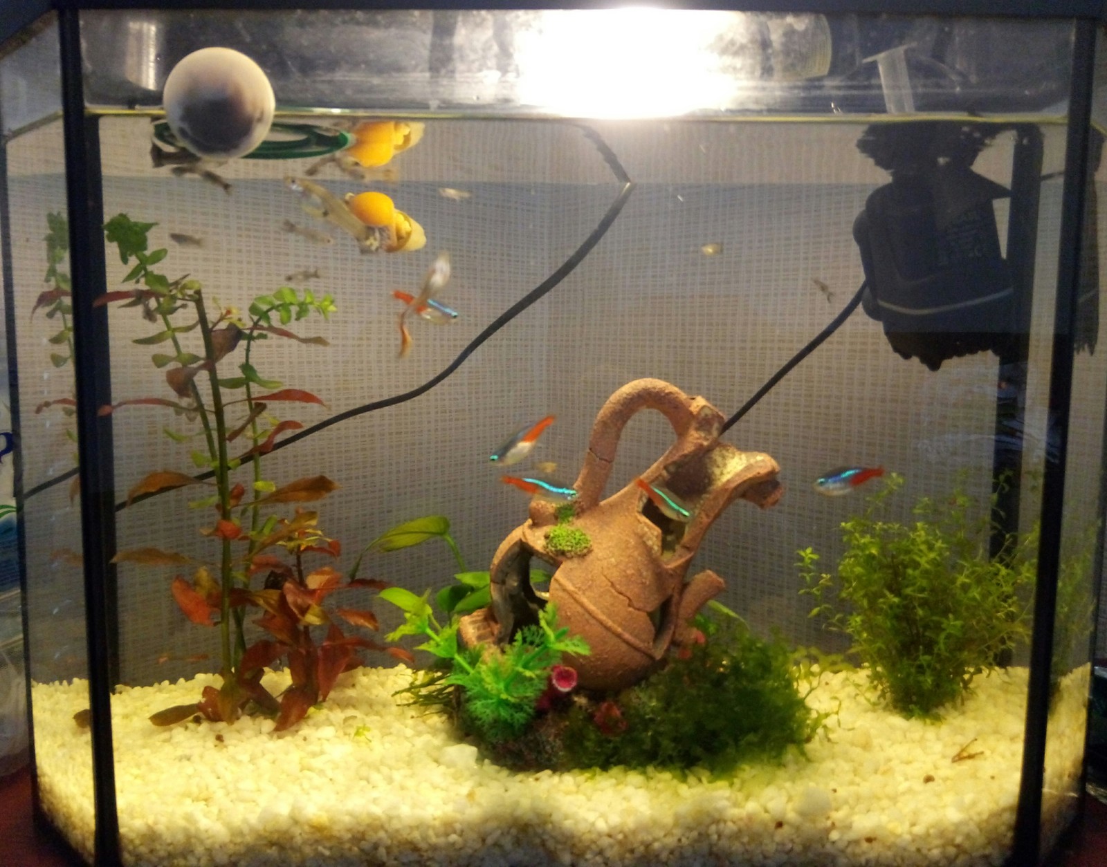 I just want to share - My, Aquarium fish, Aquarium, Hobby, Longpost