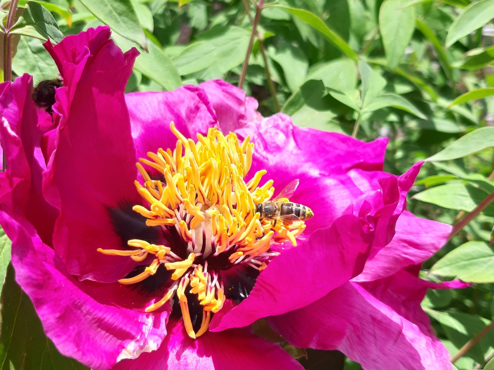 tree peony - My, Peonies, Bloom, Spring, Flowers, Longpost