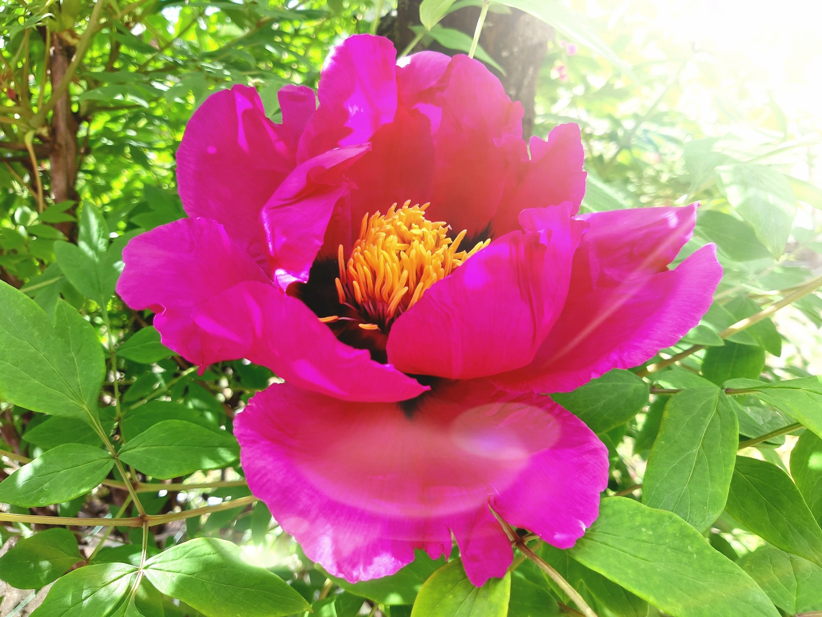 tree peony - My, Peonies, Bloom, Spring, Flowers, Longpost