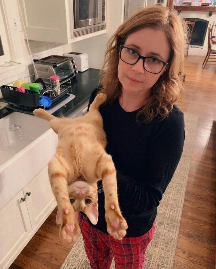 Jenna Fischer shows her pussy - Jenna Fisher, cat, Pets, Actors and actresses, Celebrities, Girls