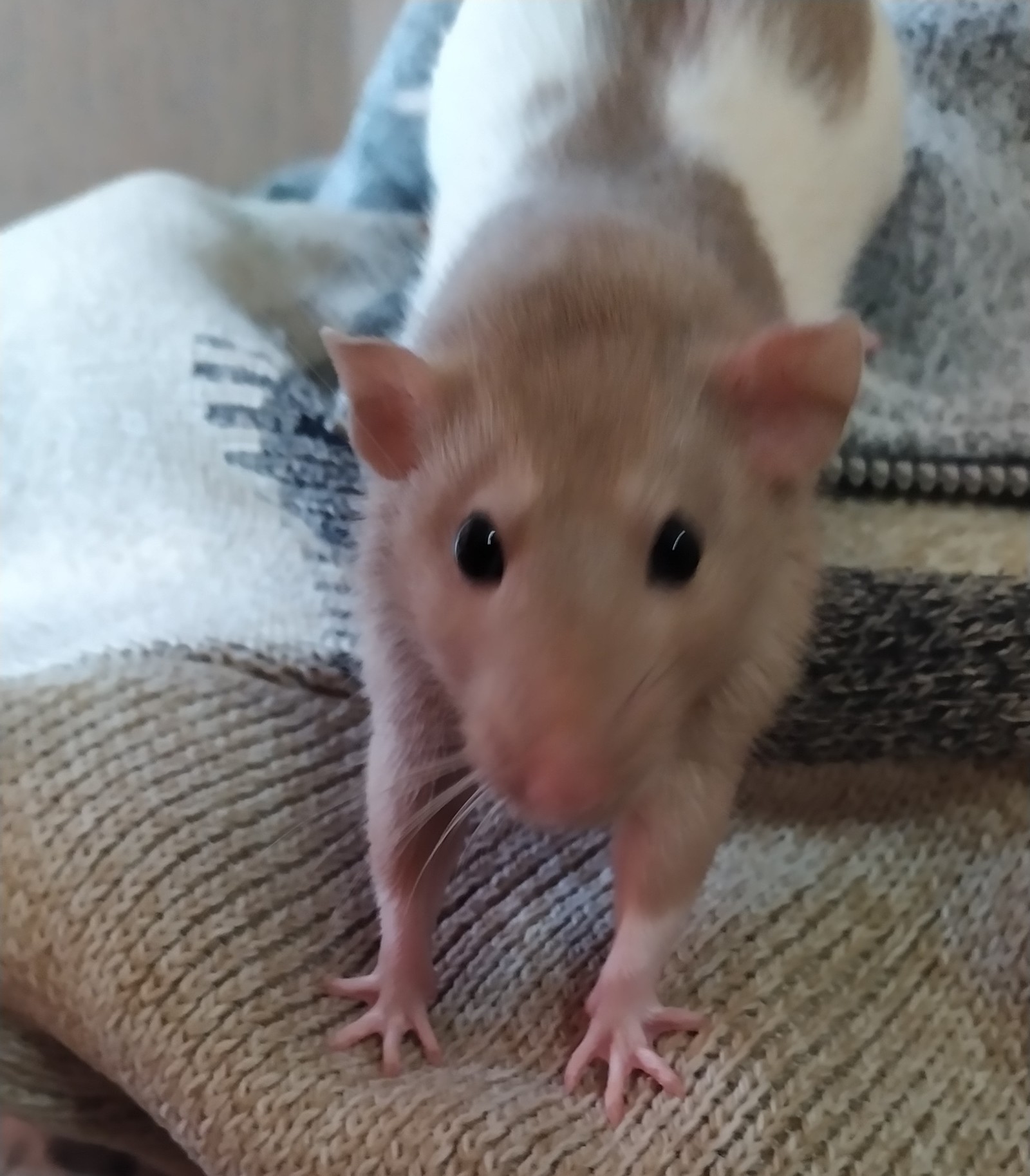 My friend's rats - My, Rat, Decorative rats, Curiosity, Livestock, Longpost, Animals