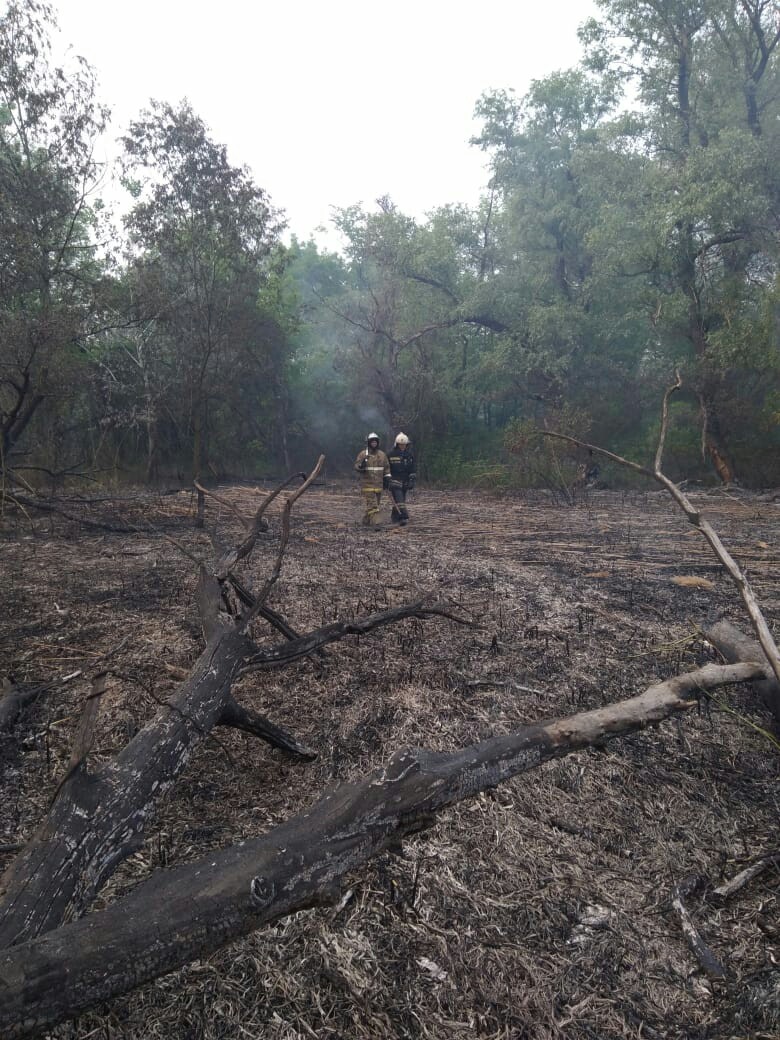 How did we lose the trunk - My, Fire, Firefighters, Forest fires, Краснодарский Край, Krasnodar, Volunteers, Longpost