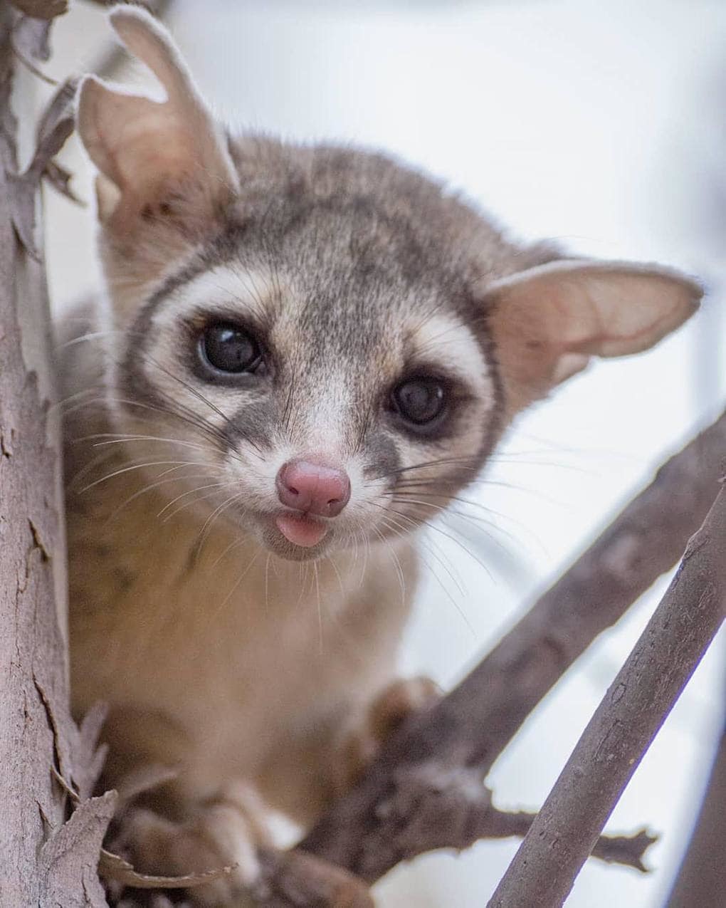 Какомицли - кошачий енот =) - Кошачий енот, Длиннопост, Животные, Енот