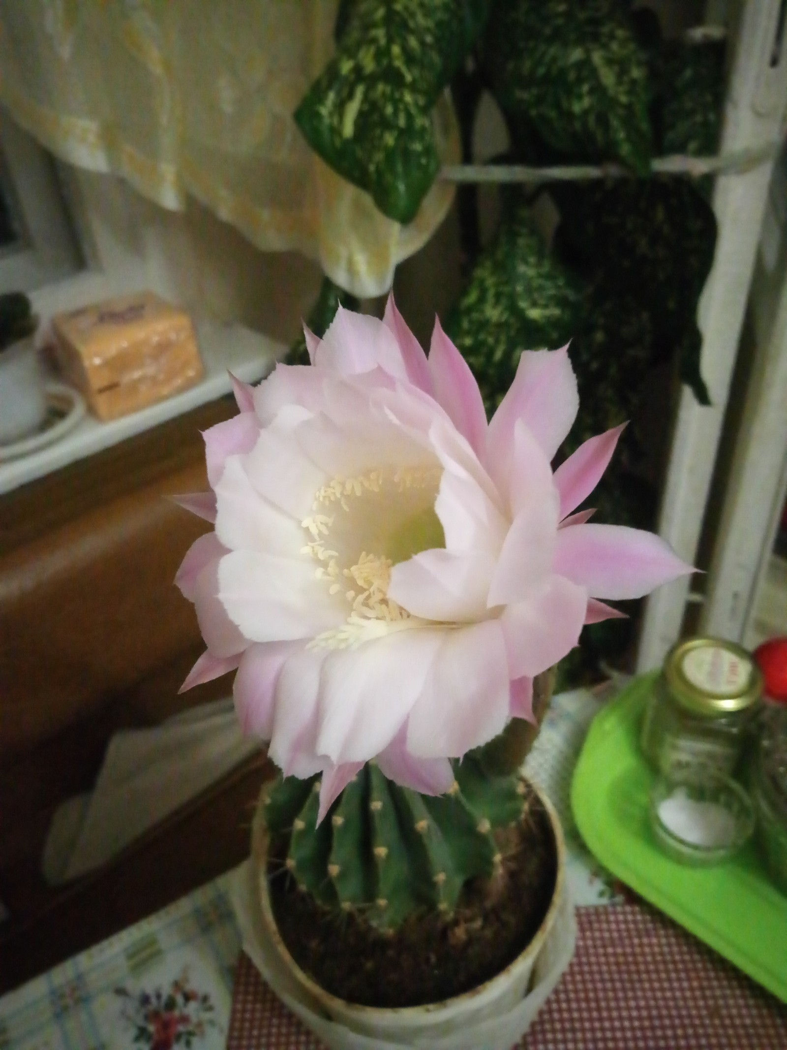 Every 7 months he pleases us with such beauty - My, Cactus, Flowers, Bloom, beauty, Longpost