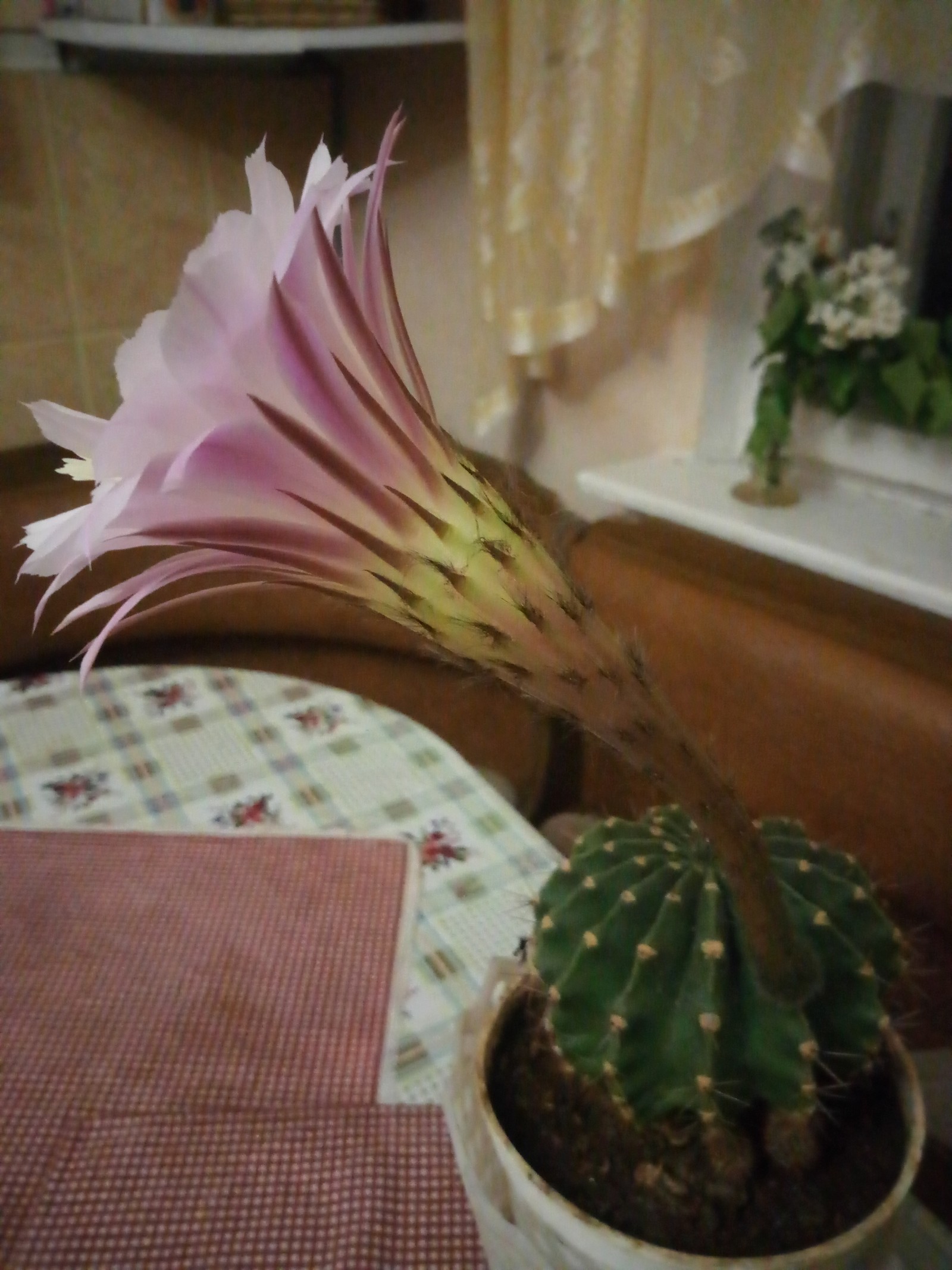 Every 7 months he pleases us with such beauty - My, Cactus, Flowers, Bloom, beauty, Longpost