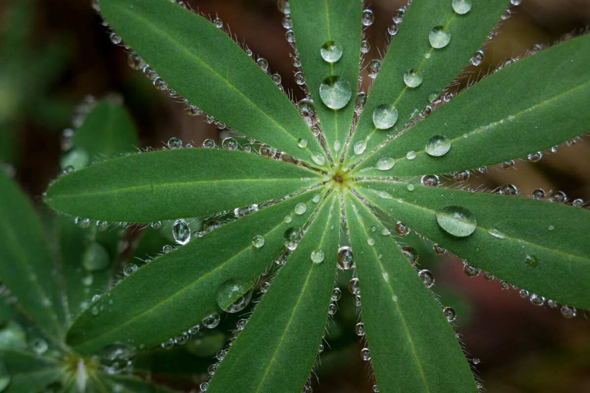 In the forest after the rain - My, The photo, Forest, Plants, Longpost