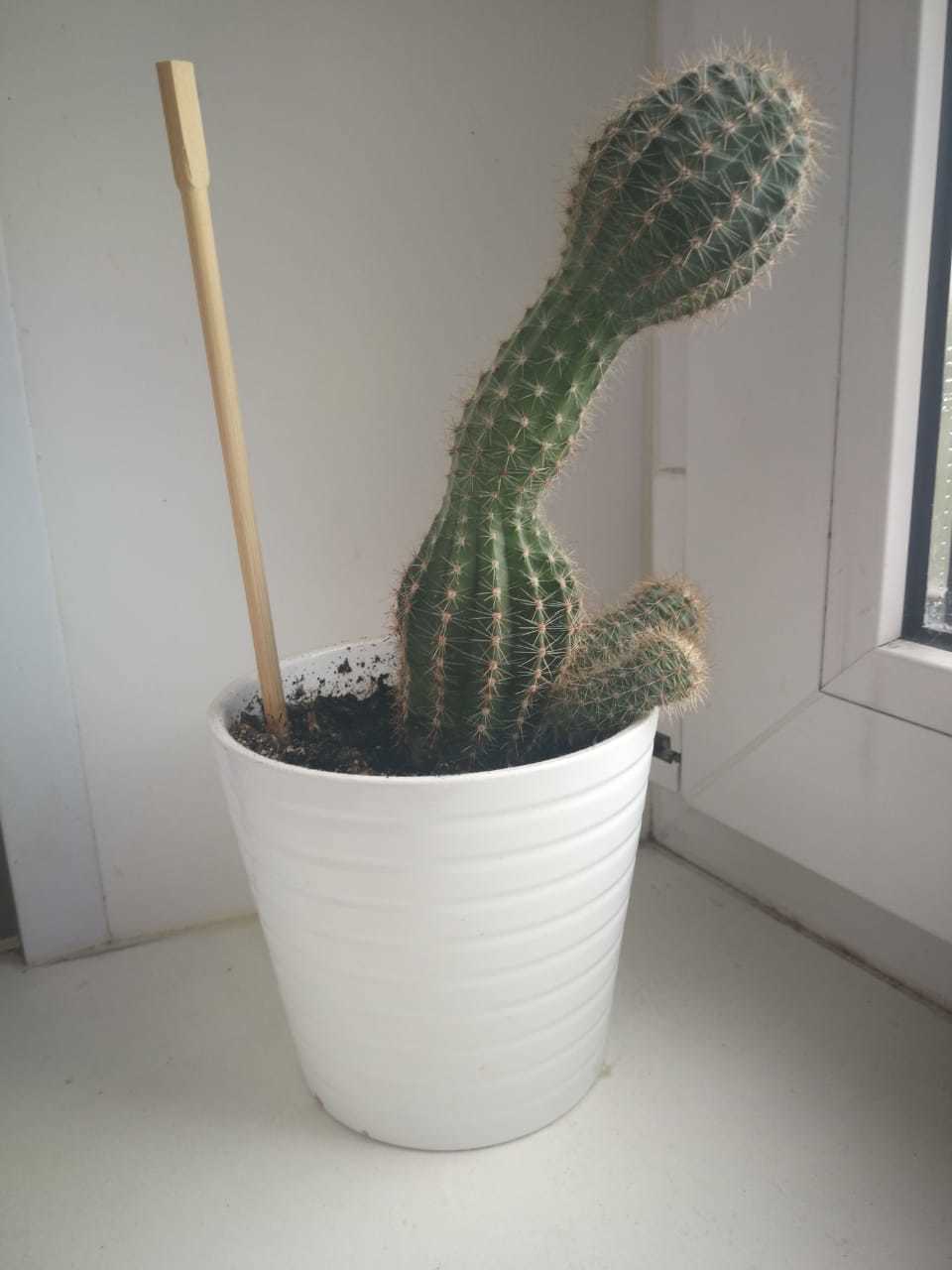 Just a cactus. - My, Cactus, Оригинально, Houseplants, Longpost