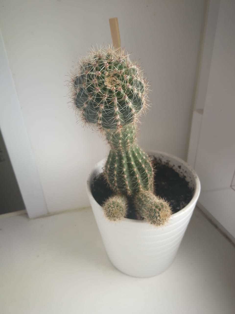 Just a cactus. - My, Cactus, Оригинально, Houseplants, Longpost