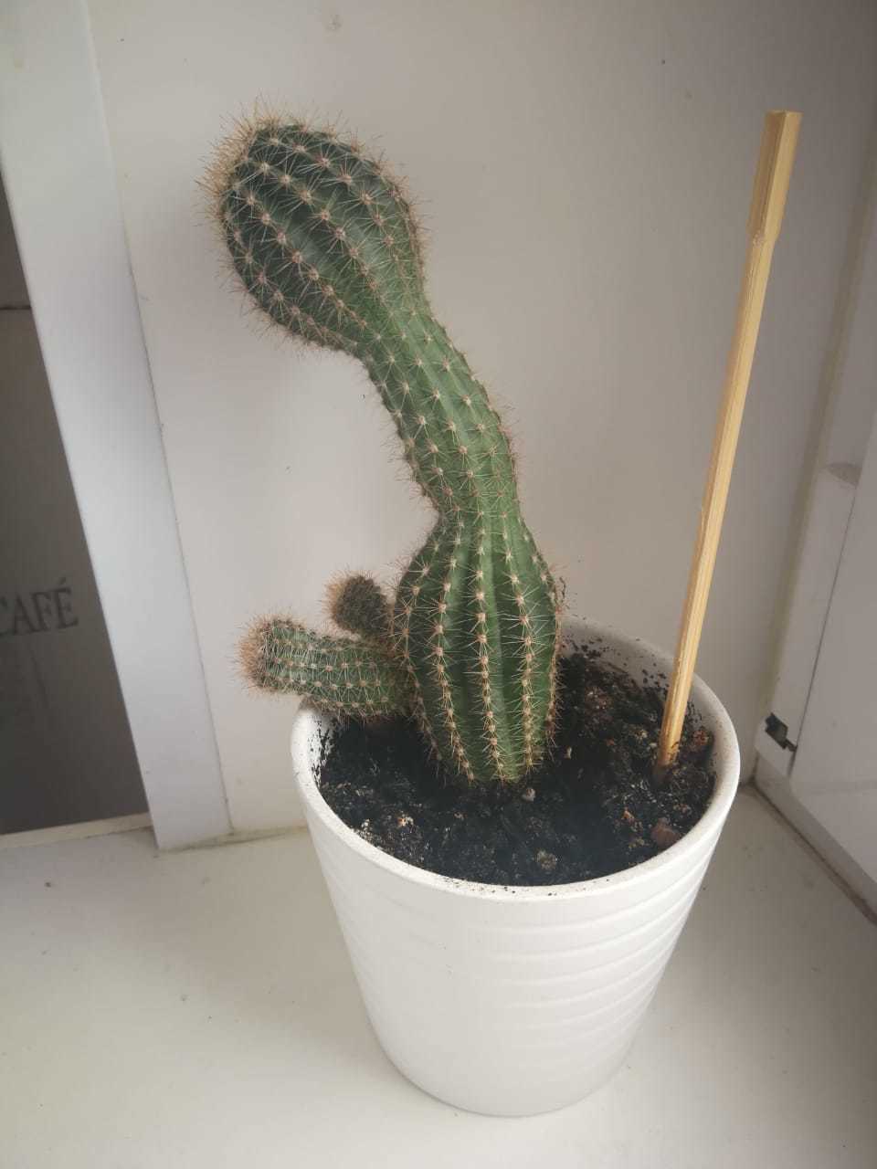 Just a cactus. - My, Cactus, Оригинально, Houseplants, Longpost