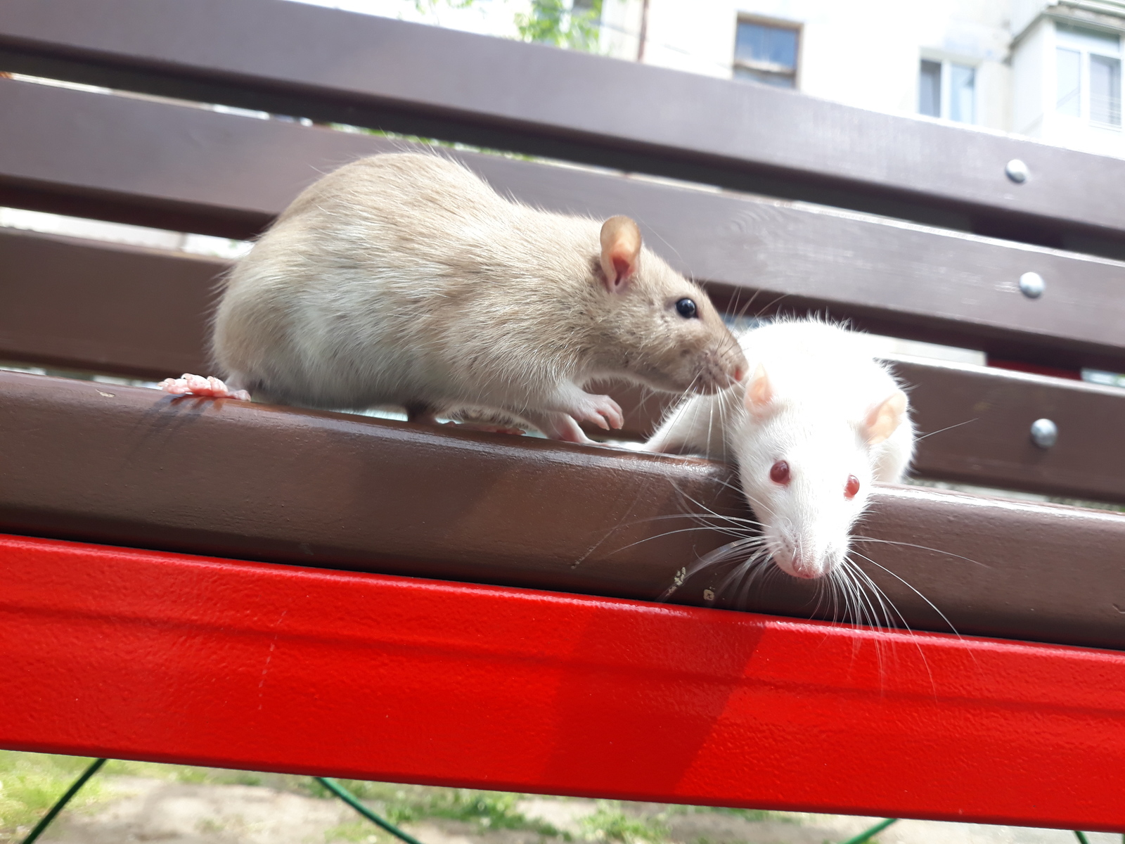 On a walk - My, Rat, Decorative rats, Milota, Animals, Pets, Pet, Rodents, Longpost