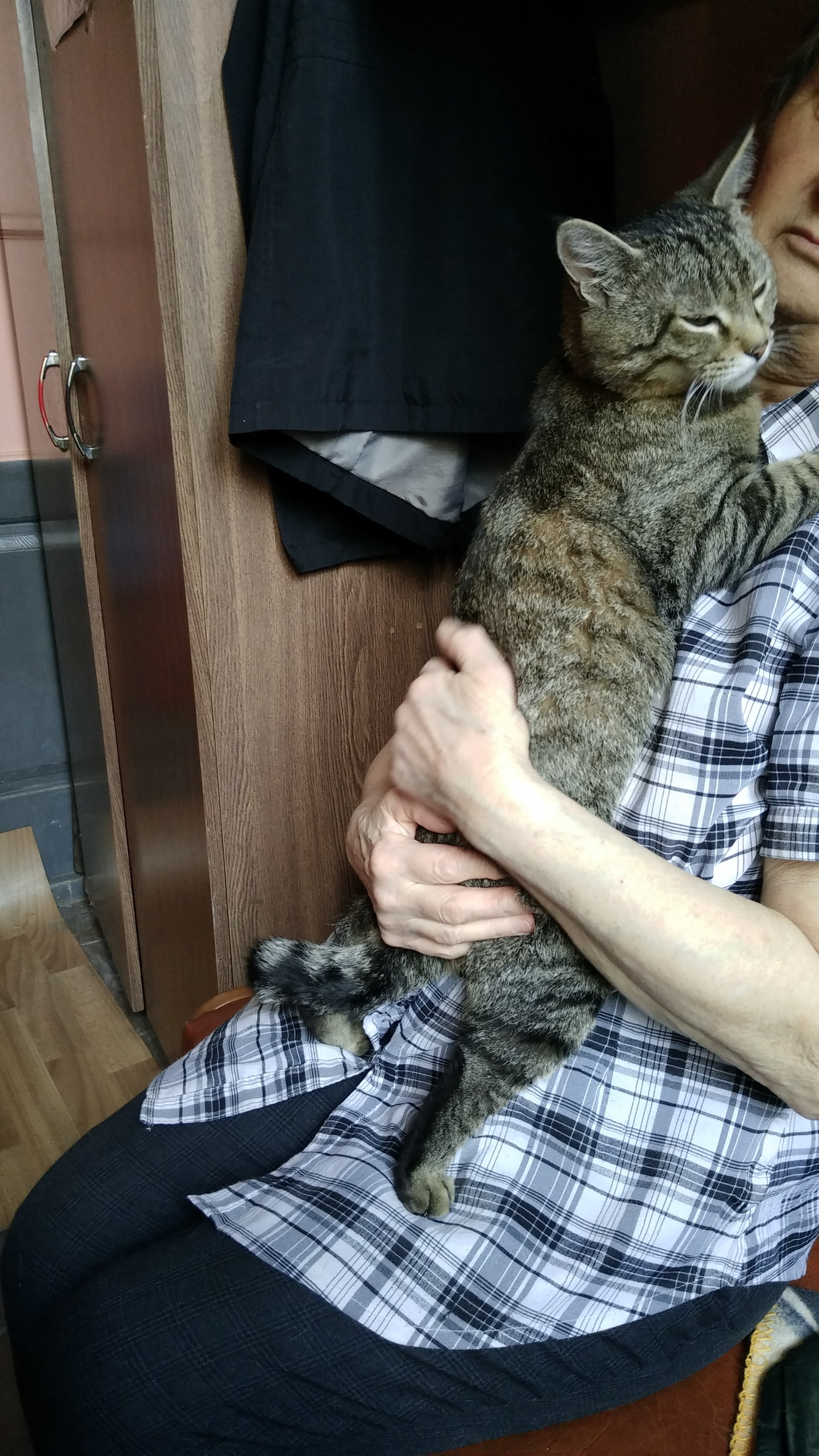 Life is not the same without a cat :-) - No rating, Hopelessness, cat, Looking for a home, Kostroma, In good hands, Longpost