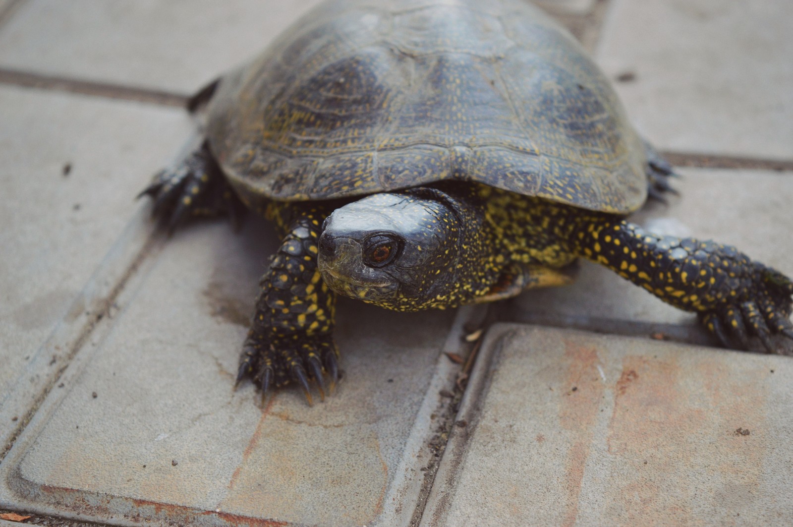 A small dragon or just a little turtle in a ribbon. Part 1. - My, Turtle, Animals, Nature, The photo, Spring, Dacha, Flowers, Longpost