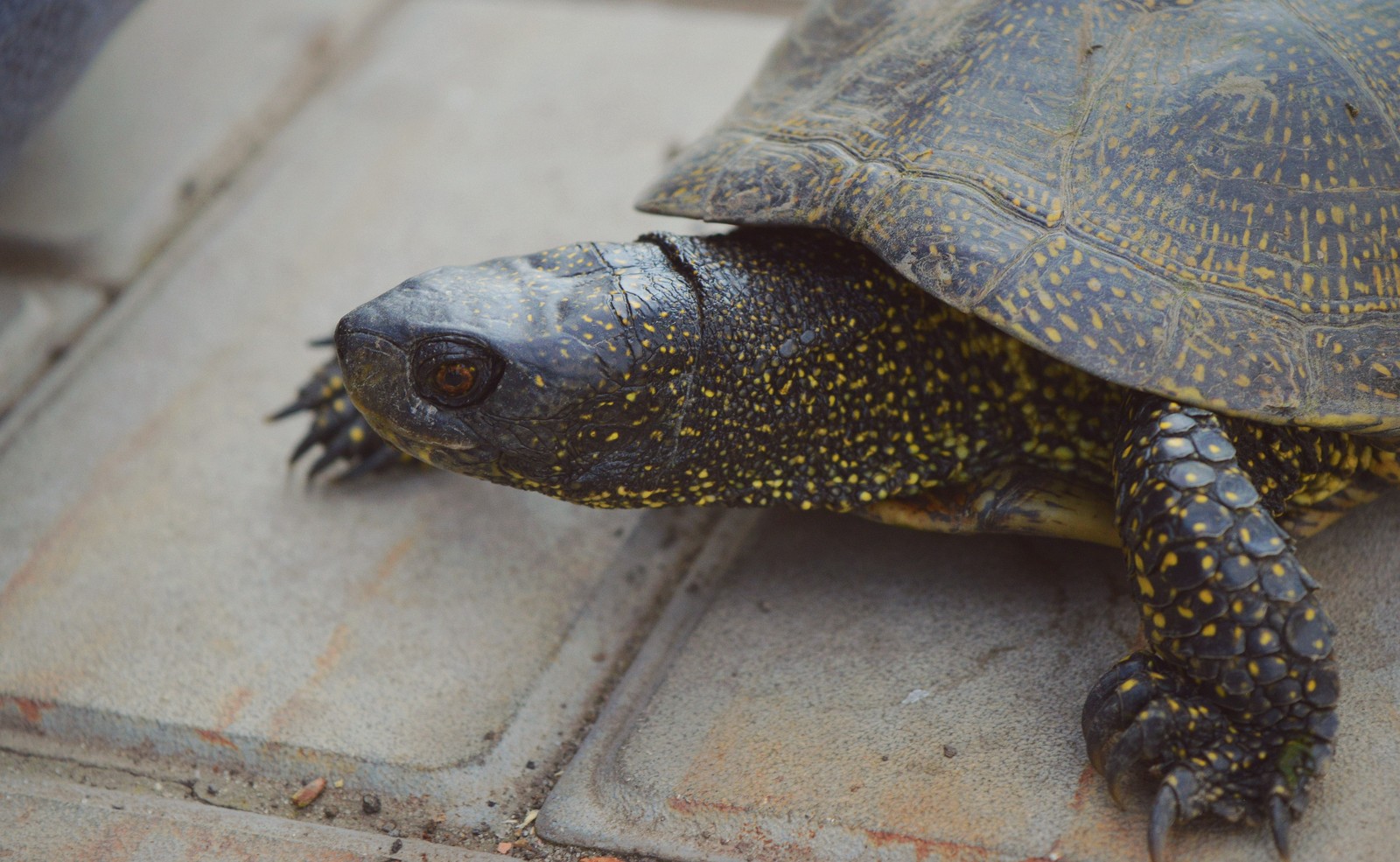 A small dragon or just a little turtle in a ribbon. Part 1. - My, Turtle, Animals, Nature, The photo, Spring, Dacha, Flowers, Longpost