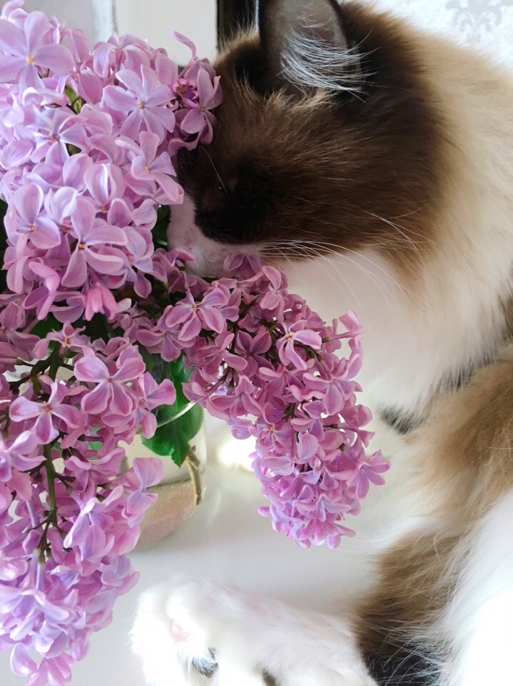 Mike - My, Mike, Spring, Lilac, Catomafia, Pets, Longpost, cat