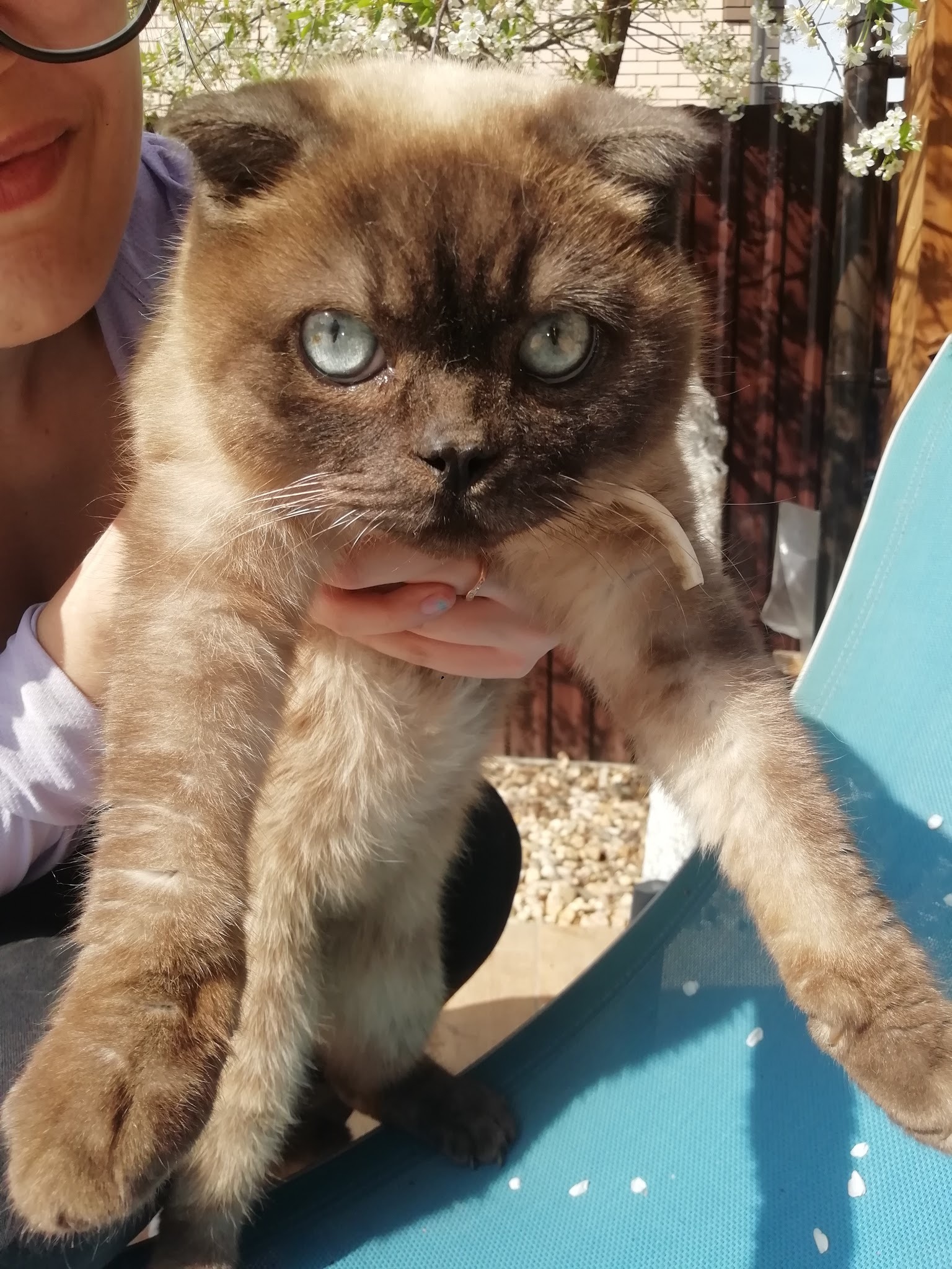 The cat is looking for a home - cat, Lost, Sergiev Posad, Pets, In good hands, Longpost, No rating