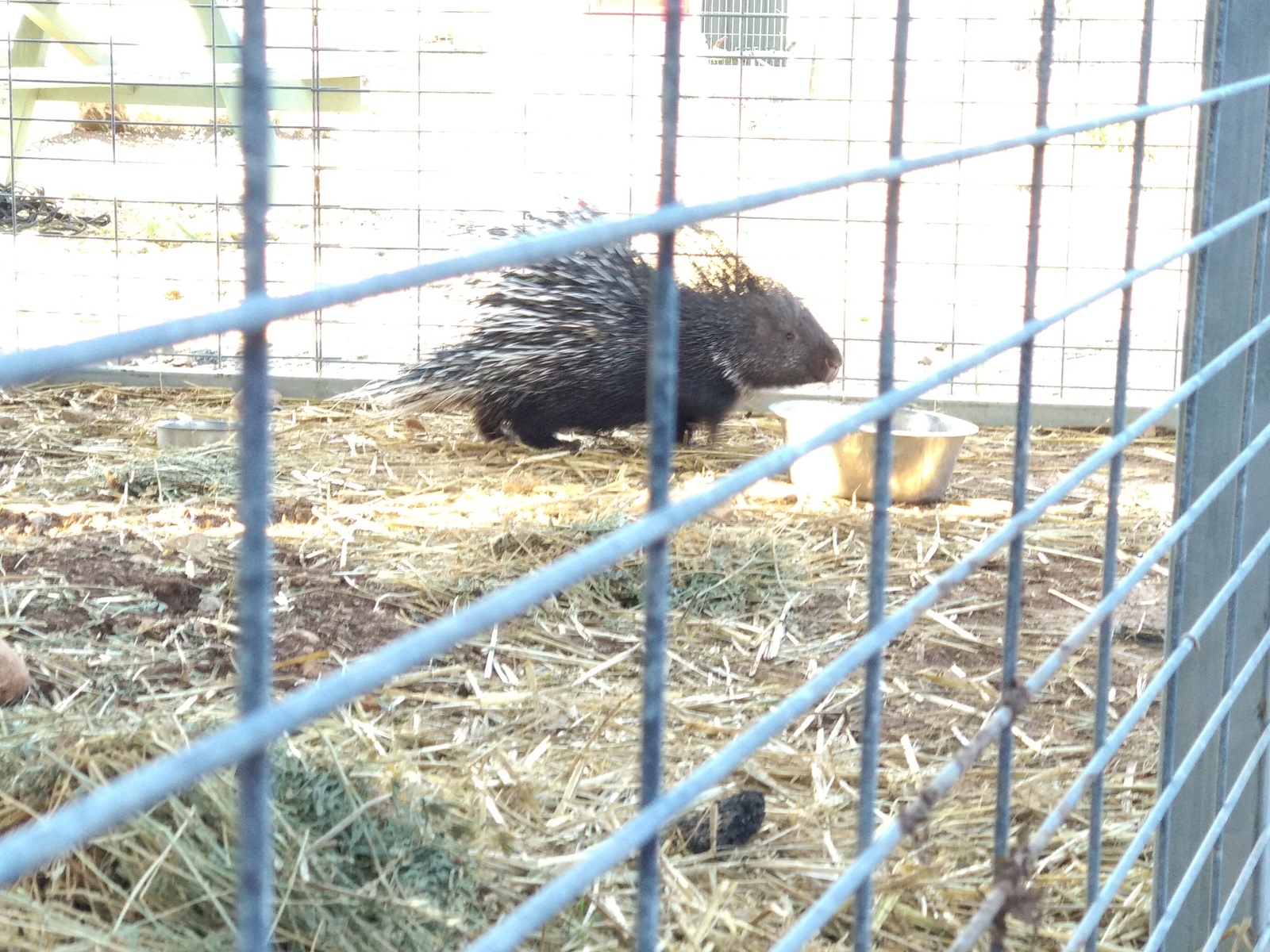 The porcupine has grown up - My, Animals, Milota, Porcupine, Israel, Longpost