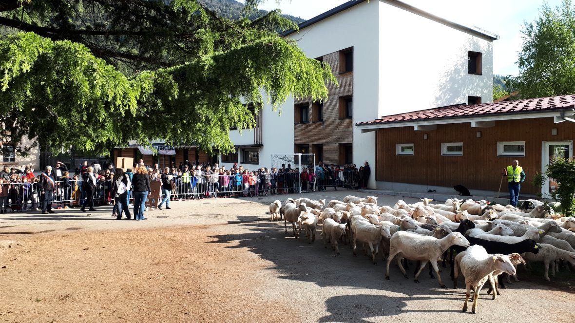 15 rams and ewes enrolled in village school in France - Agronews, news, School, France, Power, Sheeps, Farmer, Longpost